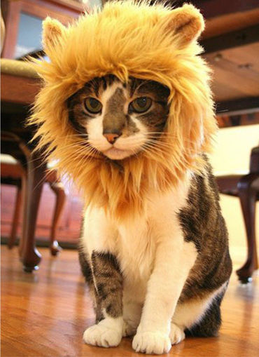 Immagine di S Pet Dog Cat Artificial Lion Mane Wig Halloween Costume