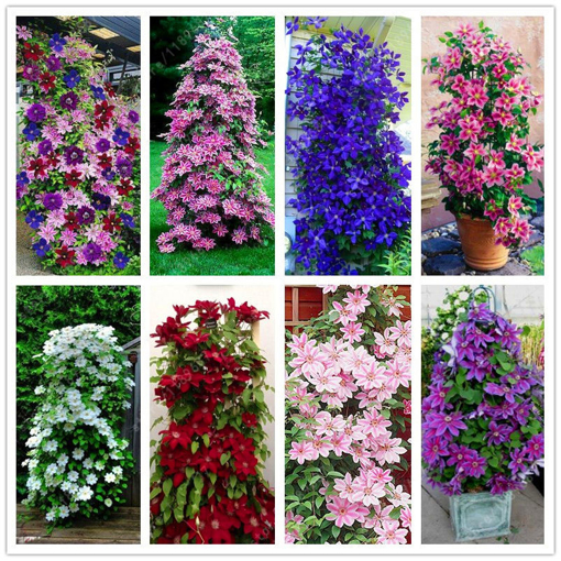 Picture of Egrow 100pcs/Pack Mixed Colors Clematis Seeds Flower Vines Bonsai Perennial Climbing Plant
