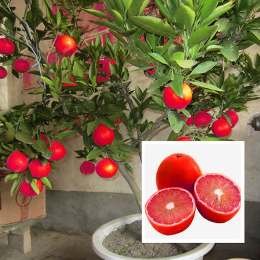 Picture of Egrow 20 Pcs/Pack Red Color Lemon Seeds Drawf Tree Bonsai Organic Fruit Seed Home Garden Plants