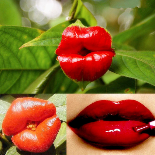 Picture of Egrow 100Pcs Red Lips Flower Seeds Sexy Kiss Rosy Lip Plants Garden Bonsai Psychotria Elata Seeds