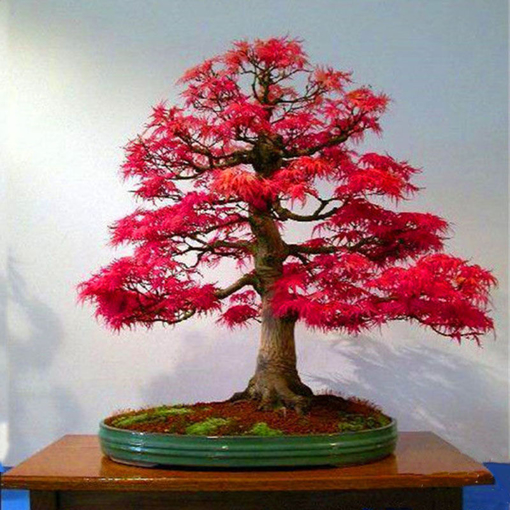 Picture of Egrow 50PCS/Pack Maple Seeds Canada Mini Red Maple Bonsai Garden DIY Bonsai Maple Tree Plant