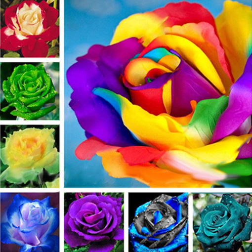 Picture of Egrow 100 Pcs Colorful Rare Rose Seeds Garden DIY Flower Bonsai Perennial Plants Seed