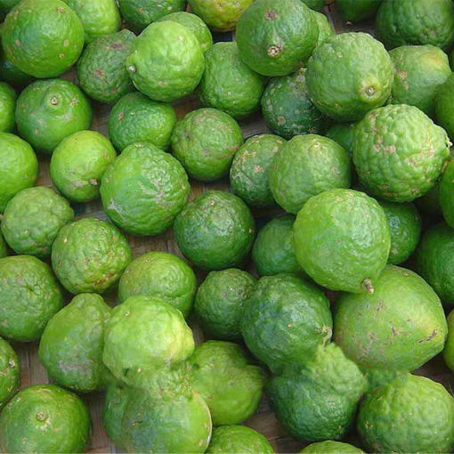 Picture of 20Pcs Lime Seeds Citrus Aurantifolia Organic Fruit Seeds Lemon Tree Bonsai for Home Garden