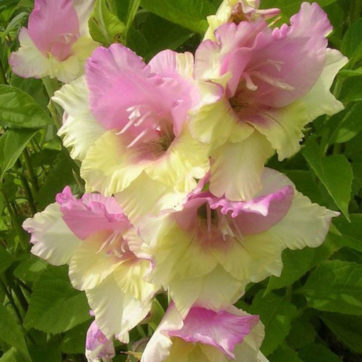 Picture of Egrow 100 PCS Gladiolus Flower Seeds Rare Sword Lily Flowers Courtyard Garden Potted Plant