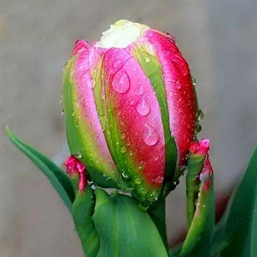 Picture of Egrow 100Pcs/Bag Icecream Tulips Seeds Rare Artificially Cultivated Perennial Bulb Flowers Seeds