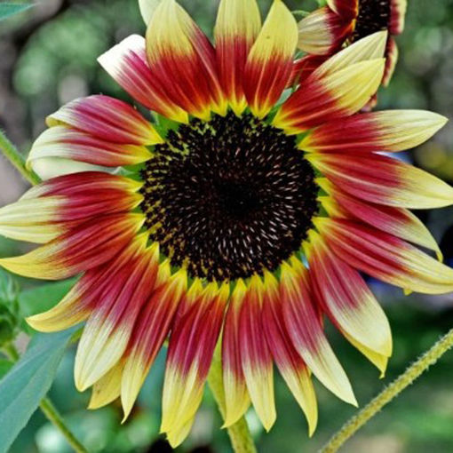 Picture of 40Pcs Mixed Colored Sunflower Seeds Rare Bonsai Flower Seeds Garden potted Plant